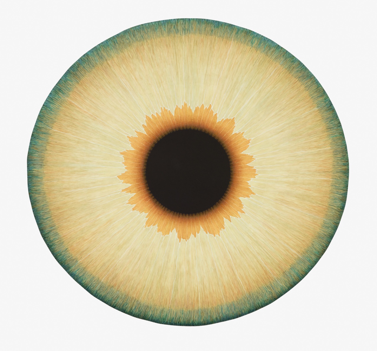 Ulla Wiggen, „Iris XII“, 2019