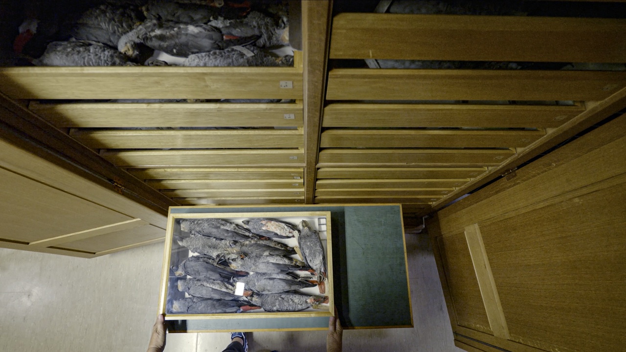 Hörner/Antlfinger, „The Sky is Our Sea and the Trees are Our Land“, 2024