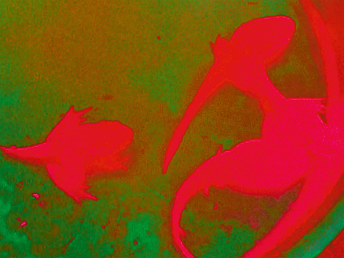 P.Staff, “On Venus,” 2019