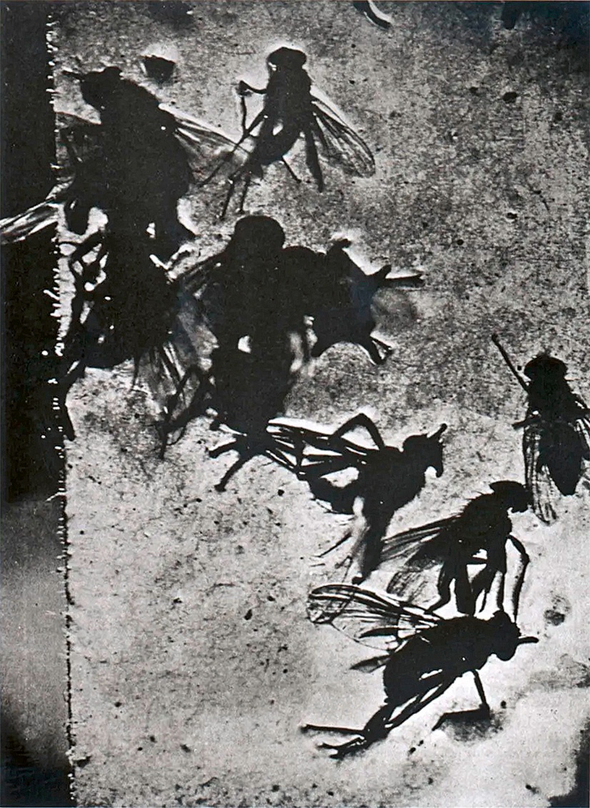 Jacques-André Boiffard, “Les mouches,” 1930